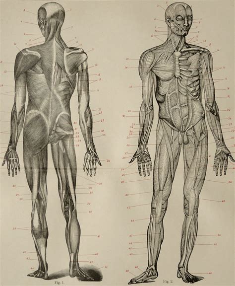 1900 Antique Print Of Human Anatomy Muscles 116 Years Old