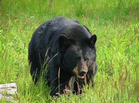 Comin At Cha By Lew Davis Black Bear Woodland Creatures Big Bear