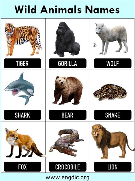 10 Wild Animals Name Wild Animals In English Engdic