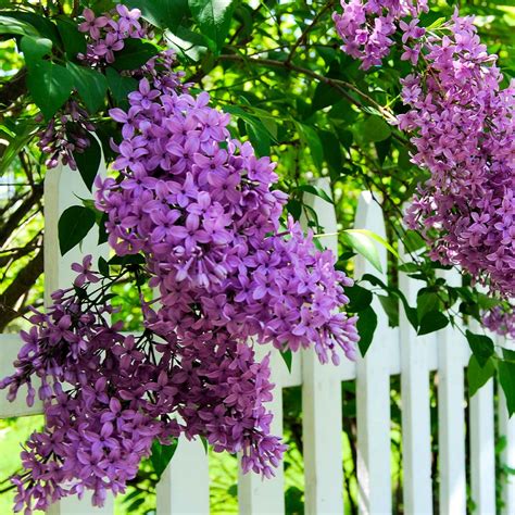 Common Purple Lilacs For Sale