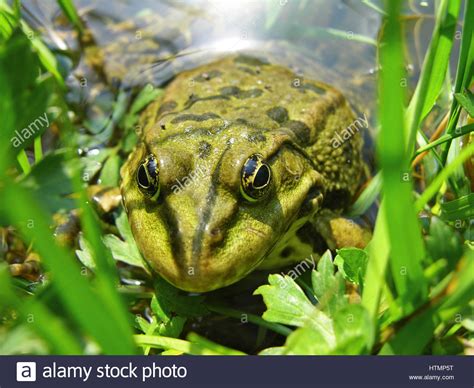 Frog In The Grass Stock Photo Alamy