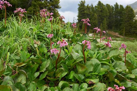 Am schönsten aber ist die bergenie im frühling, wenn sich ihre mächtigen blütentrauben über die großen wintergrünen blätter erheben. Piante di un tempo che fu - Bergenia Cordifolia