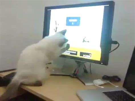 Gatito Jugando Con La Pc Cat Video Game Vídeo Dailymotion