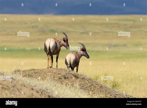 Topi Antelope Damaliscus Lunatus In Kenyas Masai Mara Reserve Stock