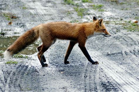 28 Interesting And Weird Facts About Foxes - Tons Of Facts