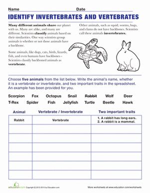 Start studying introduction to invertebrates. Vertebrates and Invertebrates | Worksheet | Education.com