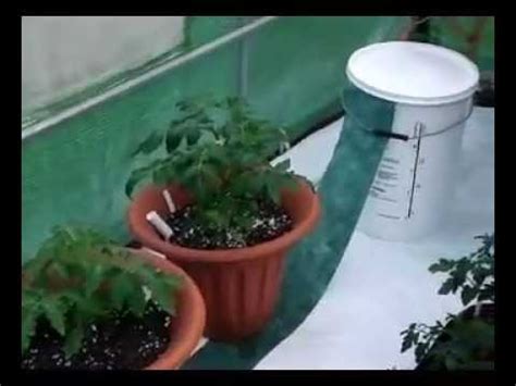These forces work together and produce a capillary action. Watering Tomatoes using Capillary Matting - YouTube