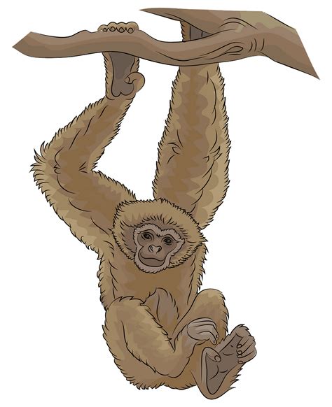 Gibbon Clipart Clip Art Library