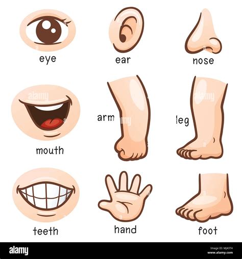 Teeth Foot Nose Stock Vector Images Alamy