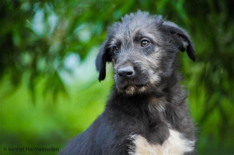 Kennel Harmaasuden Irlanninsusikoirat Irish Wolfhounds