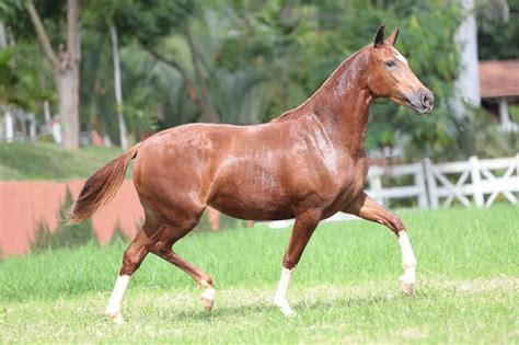 Animais Que Começam Com X