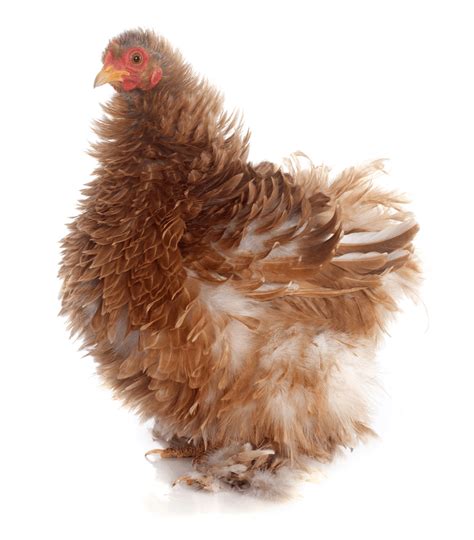 Frizzle Chicken Breed Profile Care Guide And More The Happy Chicken Coop