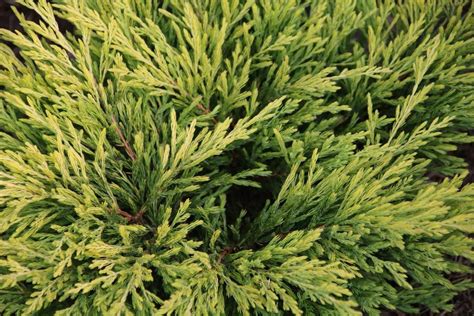 Hinoki False Cypress Information How To Grow A Hinoki Cypress