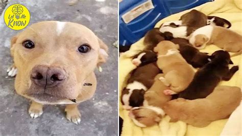 Pit Bull Gives Birth To 10 Puppies And Then The Unforgivable Happens