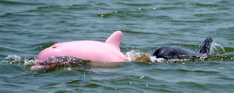 Rare Pink Dolphin Might Be Pregnant Discovery Blog Discovery