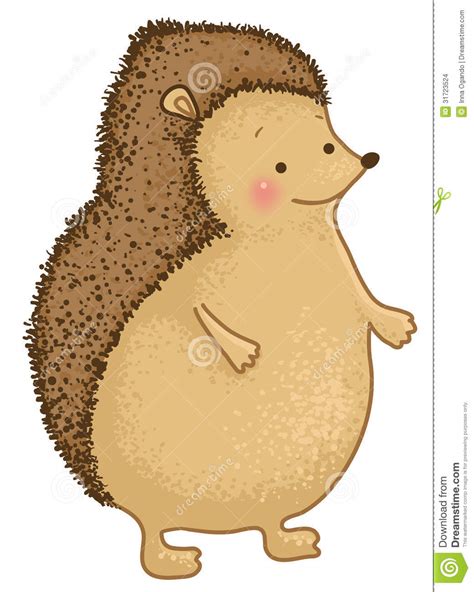 Hedgehog Stock Images Image 31723524