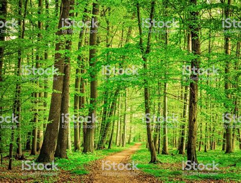Beech Tree Forest Path Photo Tree Forest Photos Stock Images Free