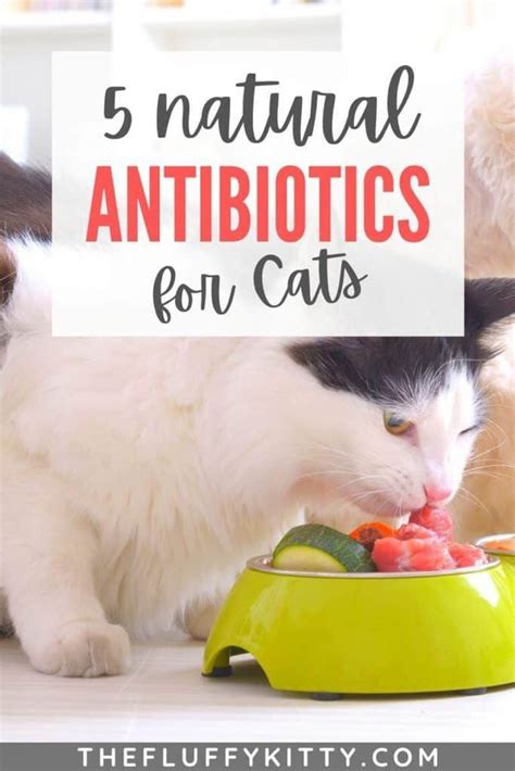 Cat Health Remedies Natural Cat Remedies Healthy Cat Food Cat