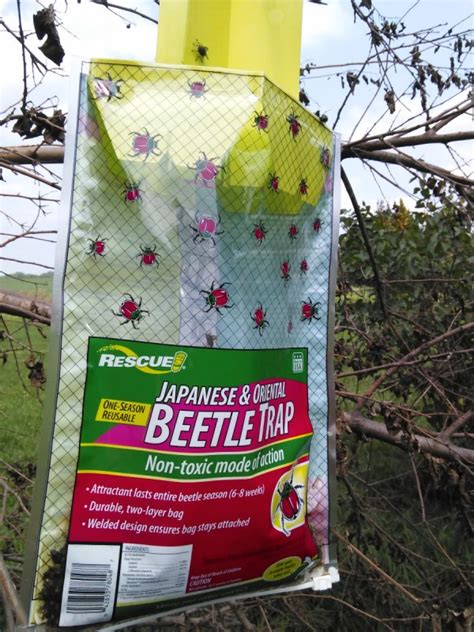 Getting Rid Of Japanese Beetles Thriftyfun