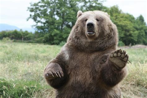 Où Apercevoir Des Animaux Sauvages En France Sncf Connect