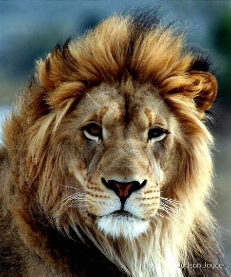 Majestic Lion By Judson Joyce Redbubble