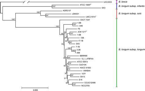 Neighbor Joining Phylogenetic Tree Of B Longum Based On Concatenated