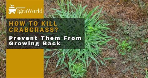 How To Kill Crabgrass And Prevent Them From Growing Back
