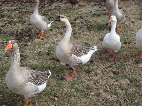 Free Picture Long Neck Wildlife Grey Goose Bird Waterfowl Poultry