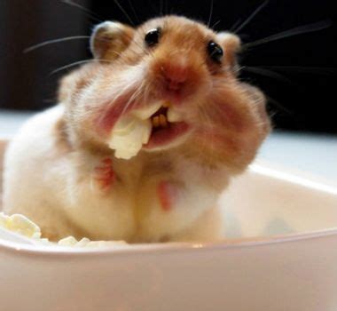 Check out these funny hamster videos. HAMSTER with a mouthful of popcorn | Snapchat funny, Funny ...