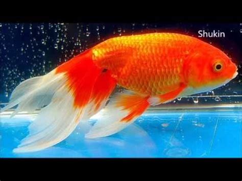 21 different types of Goldfish | Goldfish types, Goldfish ...