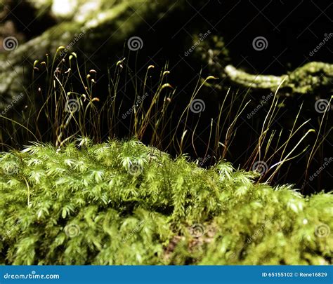 Soft Beautiful Green Moss On Forest Floor Stock Photo Image Of Floor