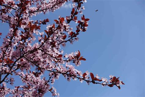 9 Ornamental Trees And Shrubs With Purple Leaves