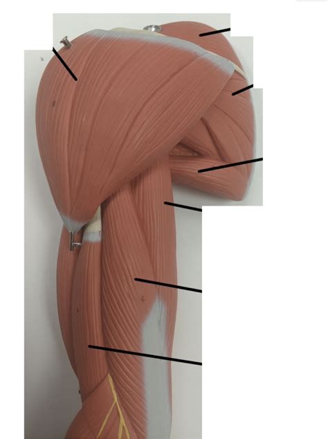 Muscles Of Shoulder Girdle Diagram Quizlet