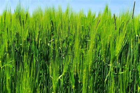 Hd Wallpaper Barley Barley Field Agriculture Cereals Grain Ear
