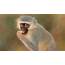 Animal Monkey Eating  HD Wallpapers