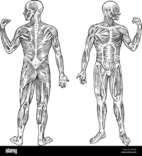 Human Anatomy Muscular And Bone System Male Body Vector Illustration