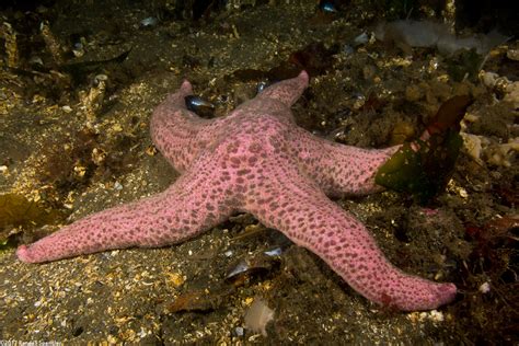 Short Spined Sea Star Pisaster Brevispinus Spanglers Scuba