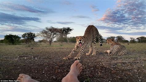 Cheetah Licks Photographers Feet In Mashatu Game Reserve Daily Mail