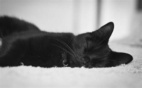 Black Cat Sleeping Black And White Wallpaperswebs Cat Sleeping