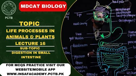Digestion In Small Intestine Topic Life Processes In Plants And