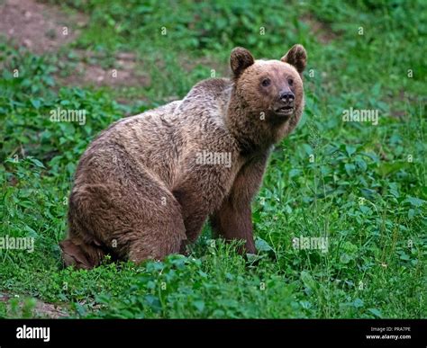 European Brown Bear Stock Photo Alamy