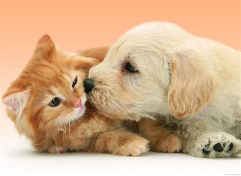 Puppy Dog Kissing Cat Wallpaper Animals Wallpaper Better