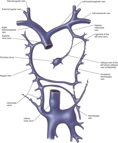 Anatomy Of The Superior Vena Cava And Brachiocephalic Veins Thoracic