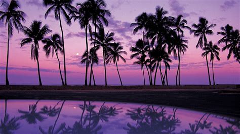 Palm Trees Sunset By Roberto Nickson 2160x3840 Riwallpaper