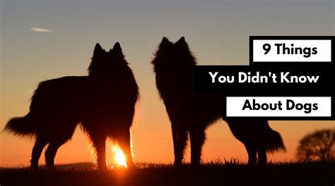 9 Things You Didnt Know About Dogs Dog Works Radio