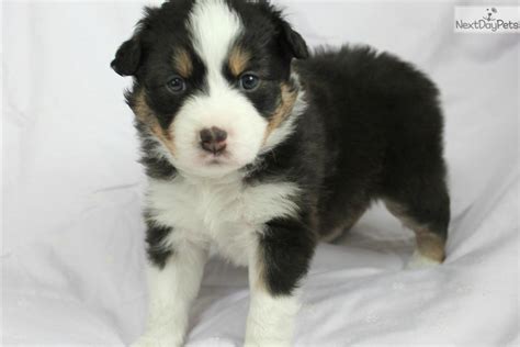 Aussies are confident and lively; Miniature American Shepherd puppy for sale near Charleston ...