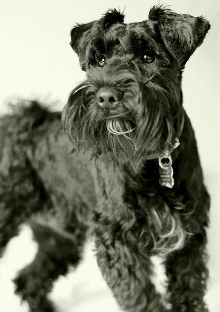 But everyone loves chocolate (puppies)! Pin on Schnauzer Dogs