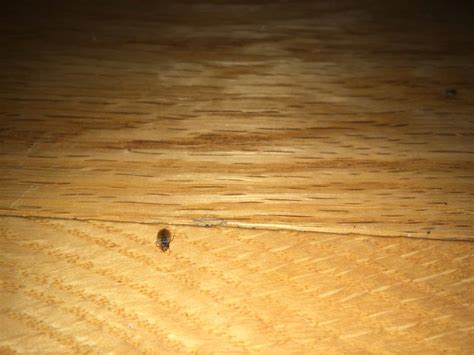 Bed Bugs On Airbnb Floor The Wherever Writer