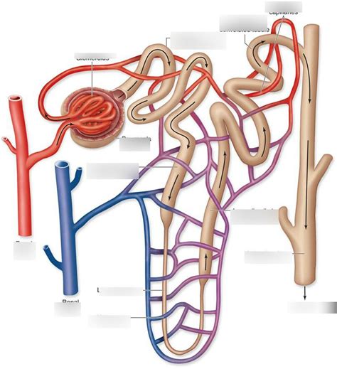 Anatomy Of Kidney Diagram Quizlet