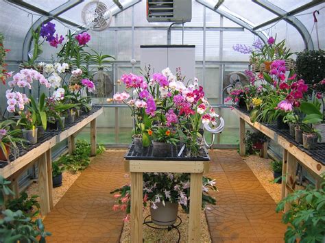 Orkide Saksı Çiçekleri Hızlı Teslimat Orchid House Garden Greenhouse